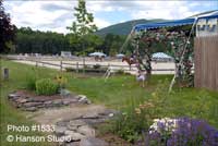 Dorset, VT -Summer Festival Horse Shows - Arbor and Horses